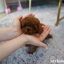 스타일독앤캣 강아지고양이 부천본점 이미지