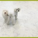 이든반려견 문화센터 이미지