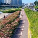 장미의거리3 이미지