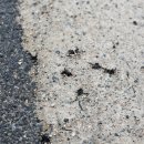 두꺼비상사 이미지