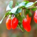 사상 체질과 약선 이미지