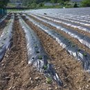 대학찰옥수수 이미지