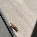 백령파출소 이미지