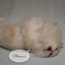 그루밍 나나 이미지