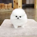 좋은강아지 이미지