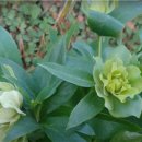 🌹 11월 16일 생일화: 크리스마스 로즈(Christmas Rose) 겨울의 첫 선물, 추억으로 피어나는 하얀 꽃 이미지