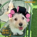 1898 | [❤️입양후기❤️] 1898.칠복이 🐶