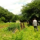 화천흑염소농장 이미지