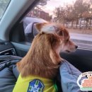 댕스파크 이미지