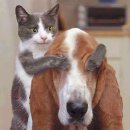 내가 누구개? 이미지