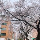 이유영 카카오 검색결과