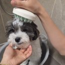 허그퍼피 | 저자극강아지샴푸 애견샴푸 추천 '포레스트허그 더 퓨리프 퍼피샴푸'