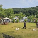 평생 사랑해 줄 개 애견펜션1 이미지