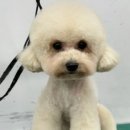 대전펫츠 이미지