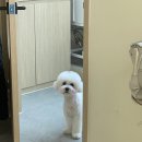 애견풀하우스 이미지