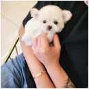 대구강아지분양 홍스퍼피 이미지