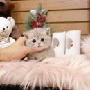 미니펫 강아지분양 고양이분양 부천점 이미지