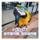 광주앵카페