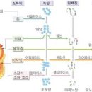 껌 삼키면 위에 붙거나 쌓이는가 이미지