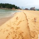 보람애견