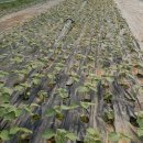 청남농원 이미지