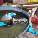 선민목장 Daum카페
