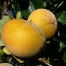 청우농장 이미지