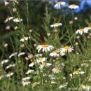 가향펜션 이미지