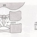 경부와 상배부의 통증(Neck and Upper Back Pain) 이미지