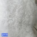 네이쳐스키 | 강아지 오메가3 네이쳐스키 5주차 급여 후기