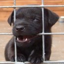 강아지 와요와요 이미지