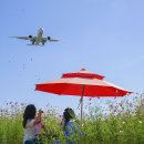◆(사진)물의정원 황화코스모스1 & ◆하늘정원 코스모스와 비행기 이미지