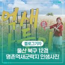 감나무집(명촌점) | 울산 북구 12경 &#39;명촌억새군락지&#39; 에서 인생사진 찍어요!