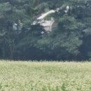 메밀꽃 필 무렵 이미지