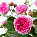 모던아트 이미지