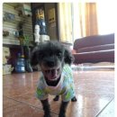 엄마손 동물병원 이미지