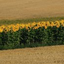 하너미로 이미지