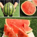 호피농장 이미지