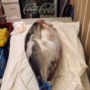 설화참치 | 용인 처인구 역북동 참치 맛집 설화참치 별선코스 후기