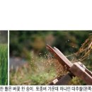 왕성 이미지