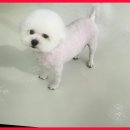 하이 멍뭉아 이미지