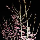 하동공원길 이미지