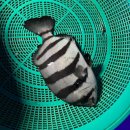 리얼바다낚시터 | 부천 실내바다낚시터 - 리얼바다낚시존 다녀온 후기 !