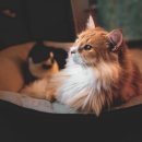 부평프라임동물병원 이미지