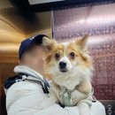 함께할 개 이미지