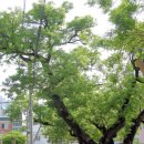 두그루나무 이미지