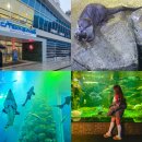 뚜레쥬르 충북단양(4) | 충북 단양 여행 가볼만한곳 단양 다누리아쿠아리움 입장료 예매