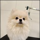 강아지미용실 이미지