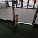 레인바우 | 🐾 밤에도 신나게 뛰어 놀 수 있는 소형견 전용 애견카페 &amp; 애견운동장 시흥 레인바우 내돈내산 후기