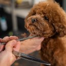 혁신애견미용 이미지